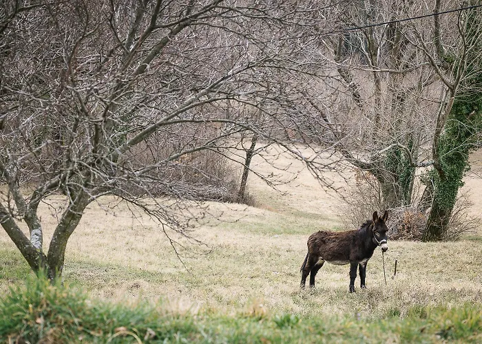 Mountain Istria - Stone Ii アパート *